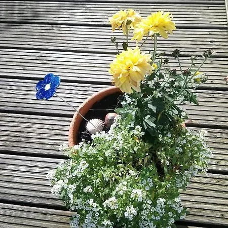 Nicolaus Apartmán *